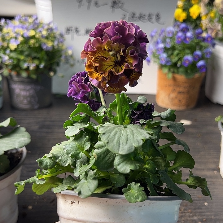 当前无花朵，栽培后可花朵97号