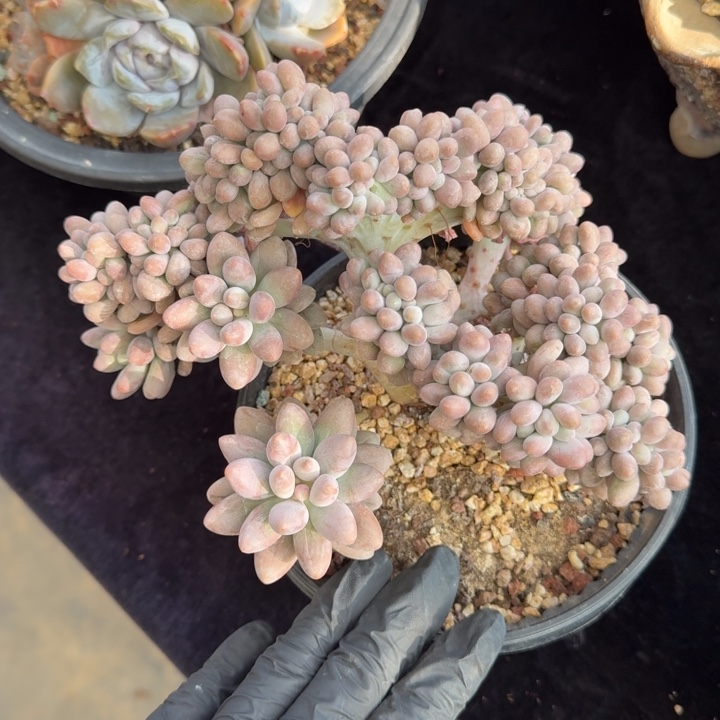 16厘米左右一物一拍的