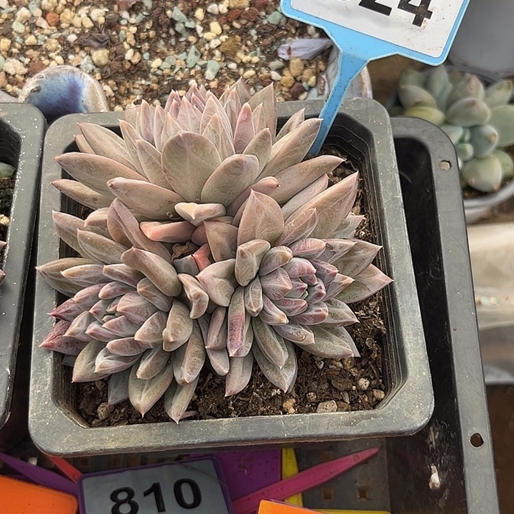 白***白多肉植物幻影个体524