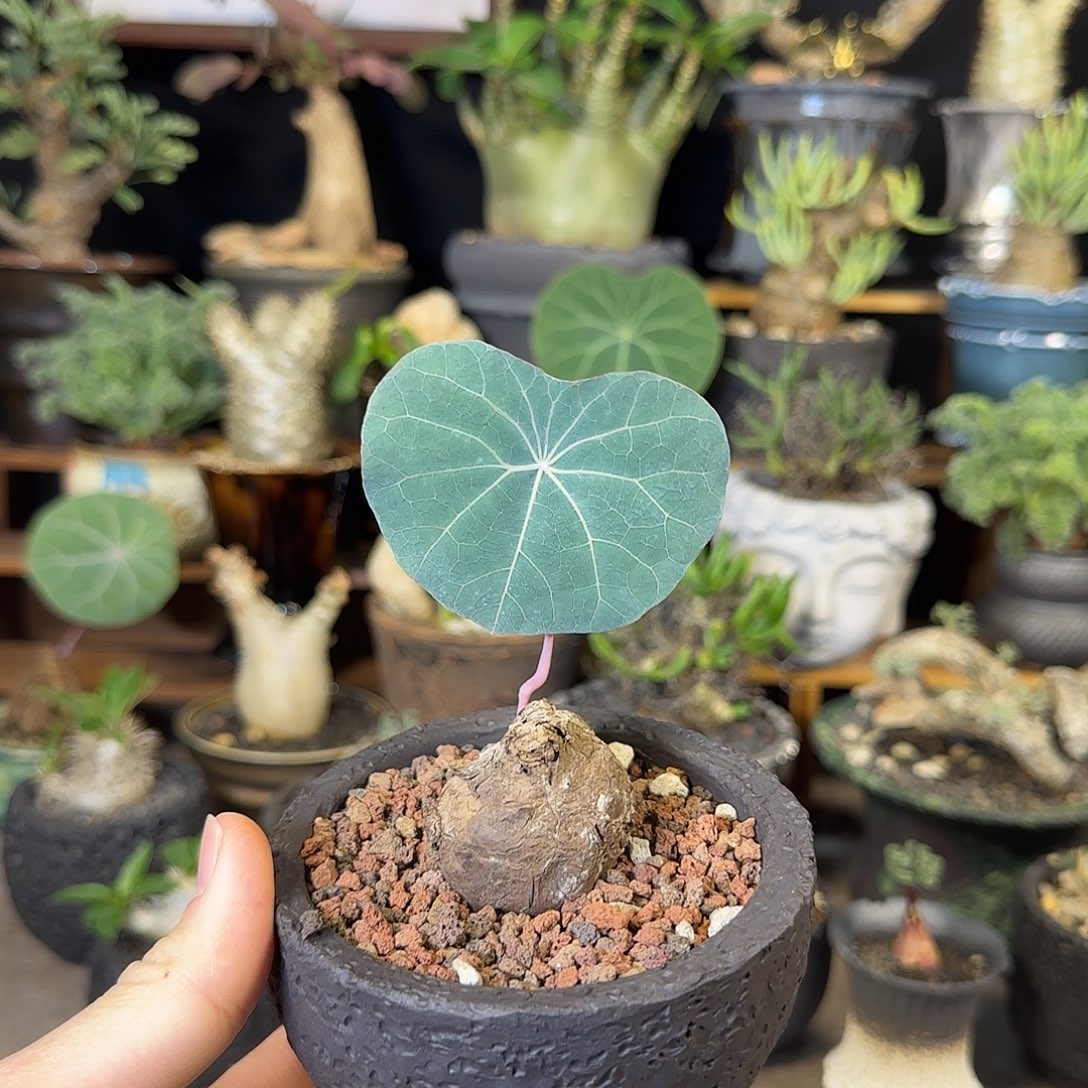 一物一拍老家一叶龟160