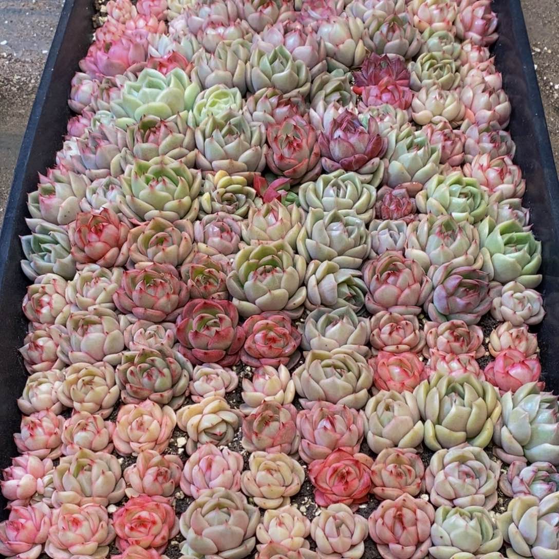 o**星331的人和我一起看电影