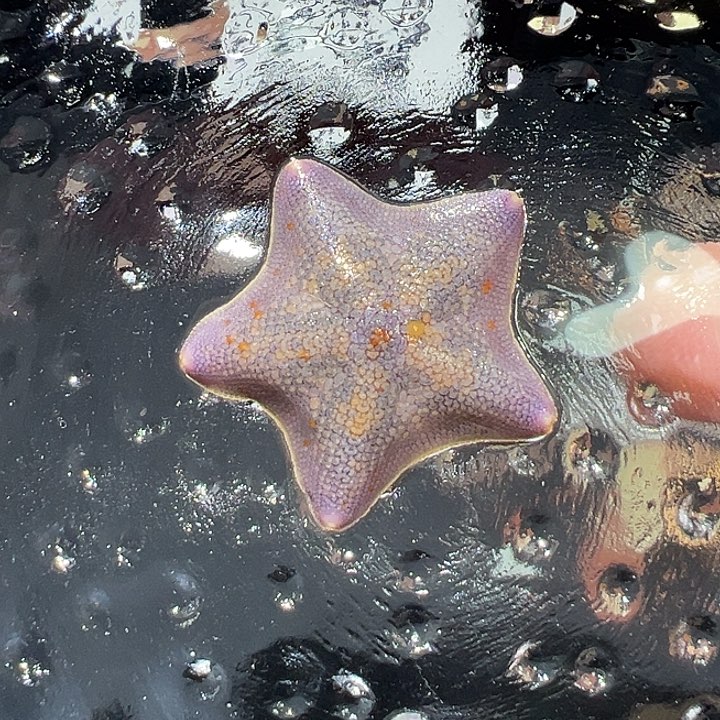 海星66号一指半端午特惠活动