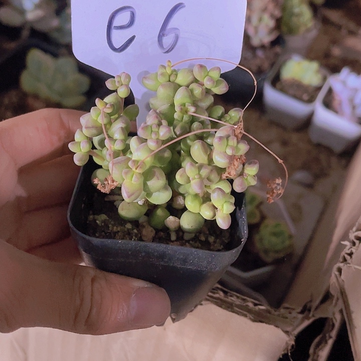 小****好精品虫松带盆土发