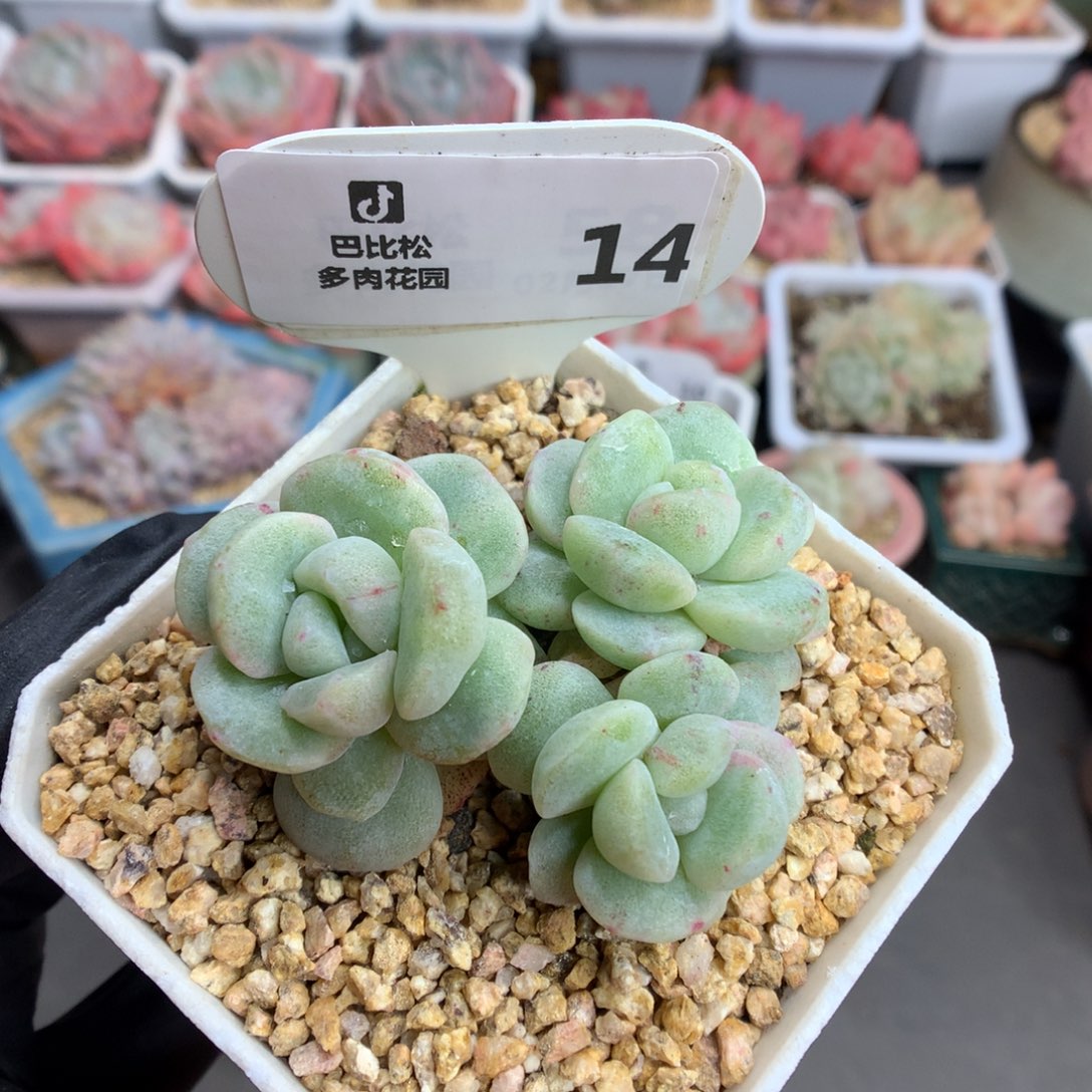 14 三头趴地冰玉石化