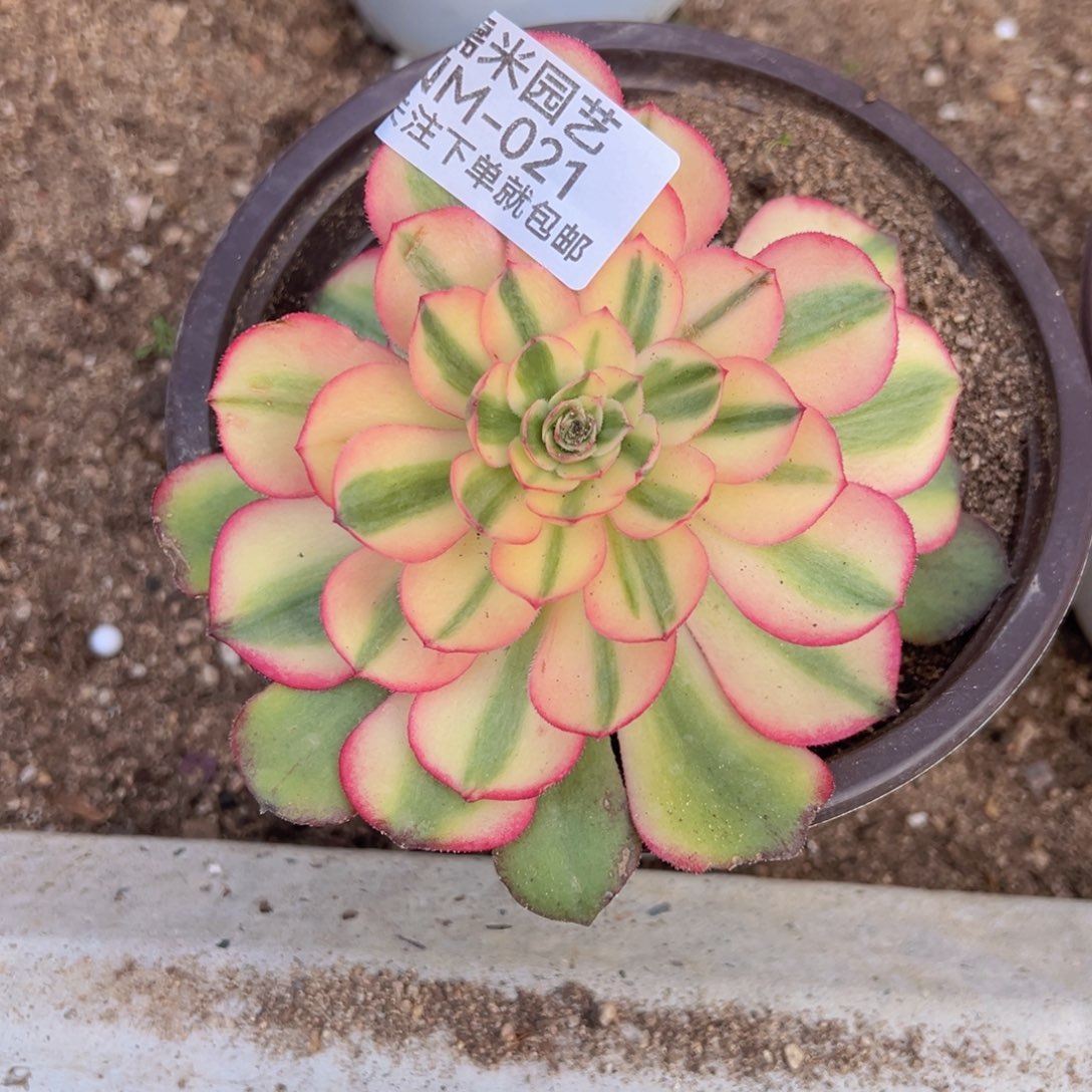 荔枝多肉植物021