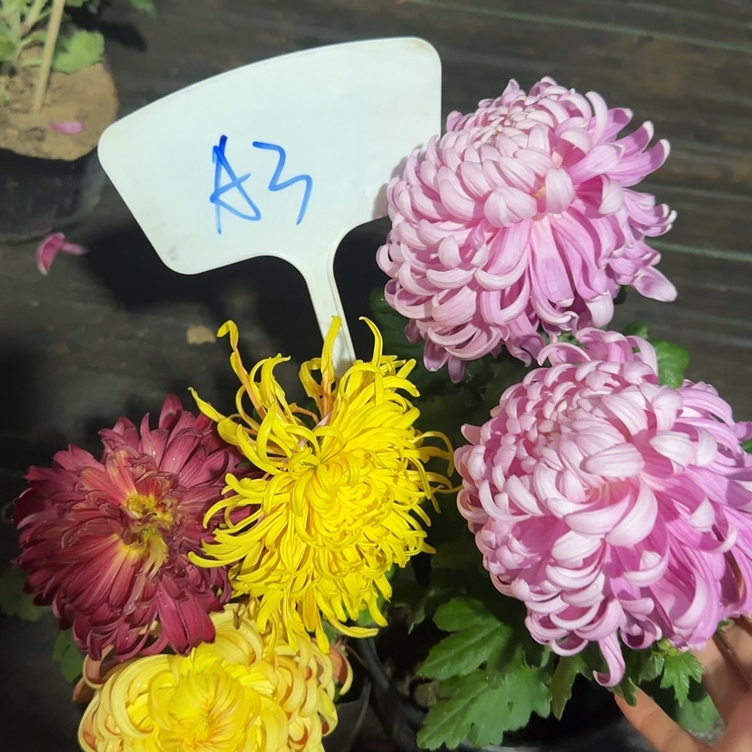 全部花朵A000000003