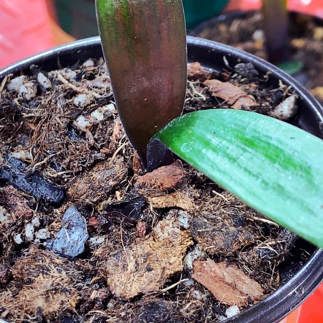 龙***夏完全开放健健康康快快乐乐