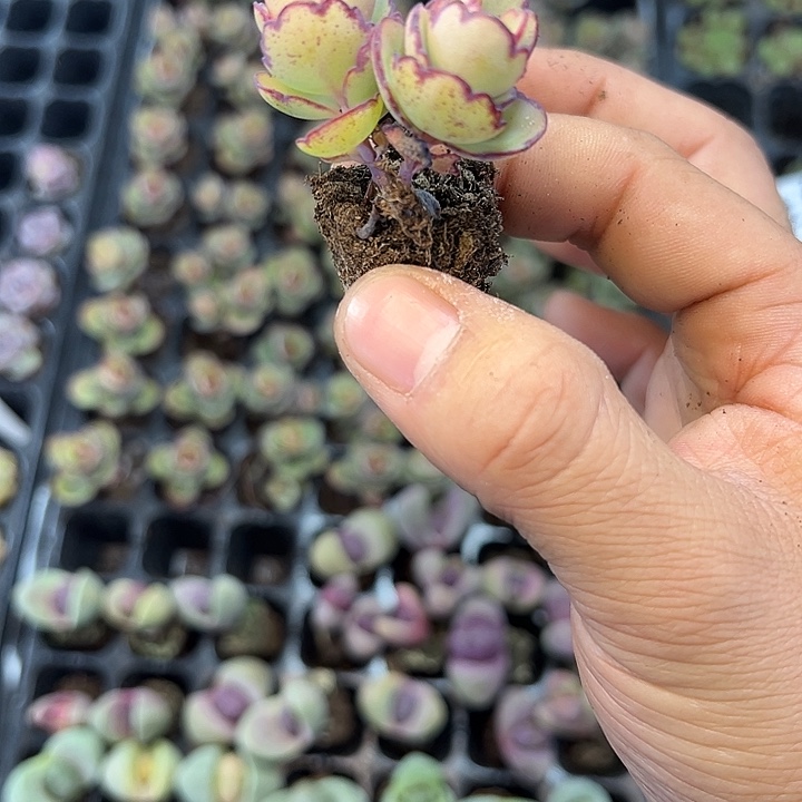 锦绣玫瑰 满10颗包邮