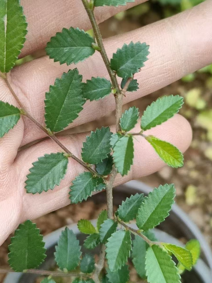 【正宗山采青皮灵芝榆】附石专用杯苗