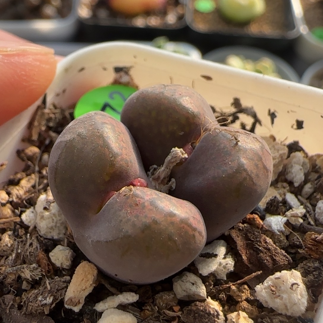 风铃杂交多肉植物