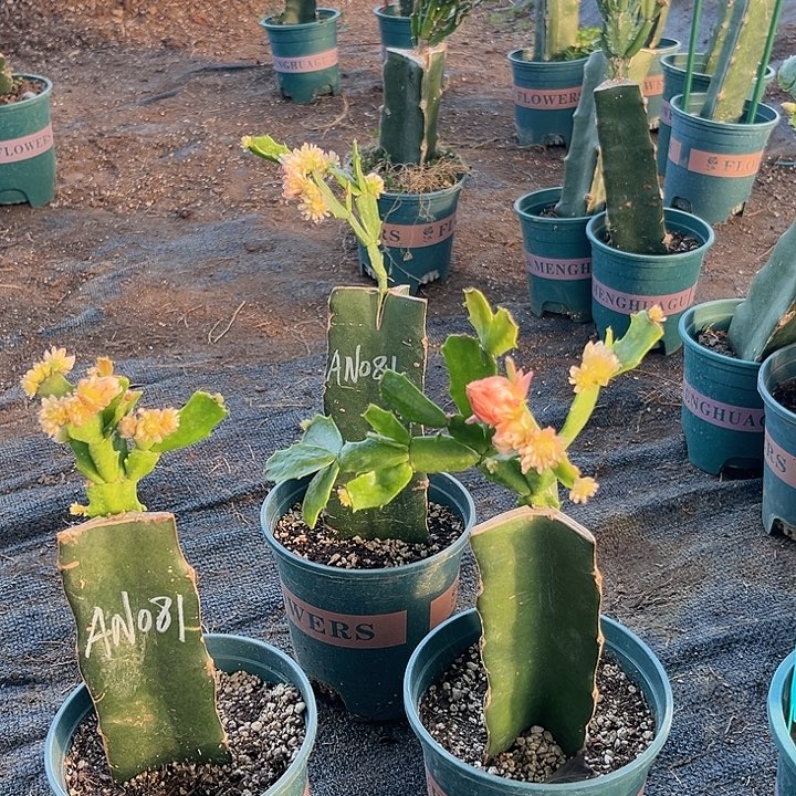 谢***）71号081，000000000000000000000