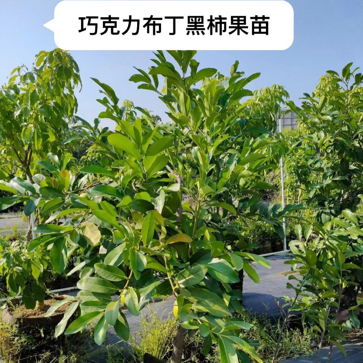 【巧克力黑柿】 盆栽地栽 一物一拍