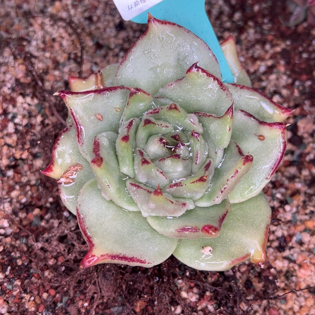 从前慢多肉精选编号0123.190