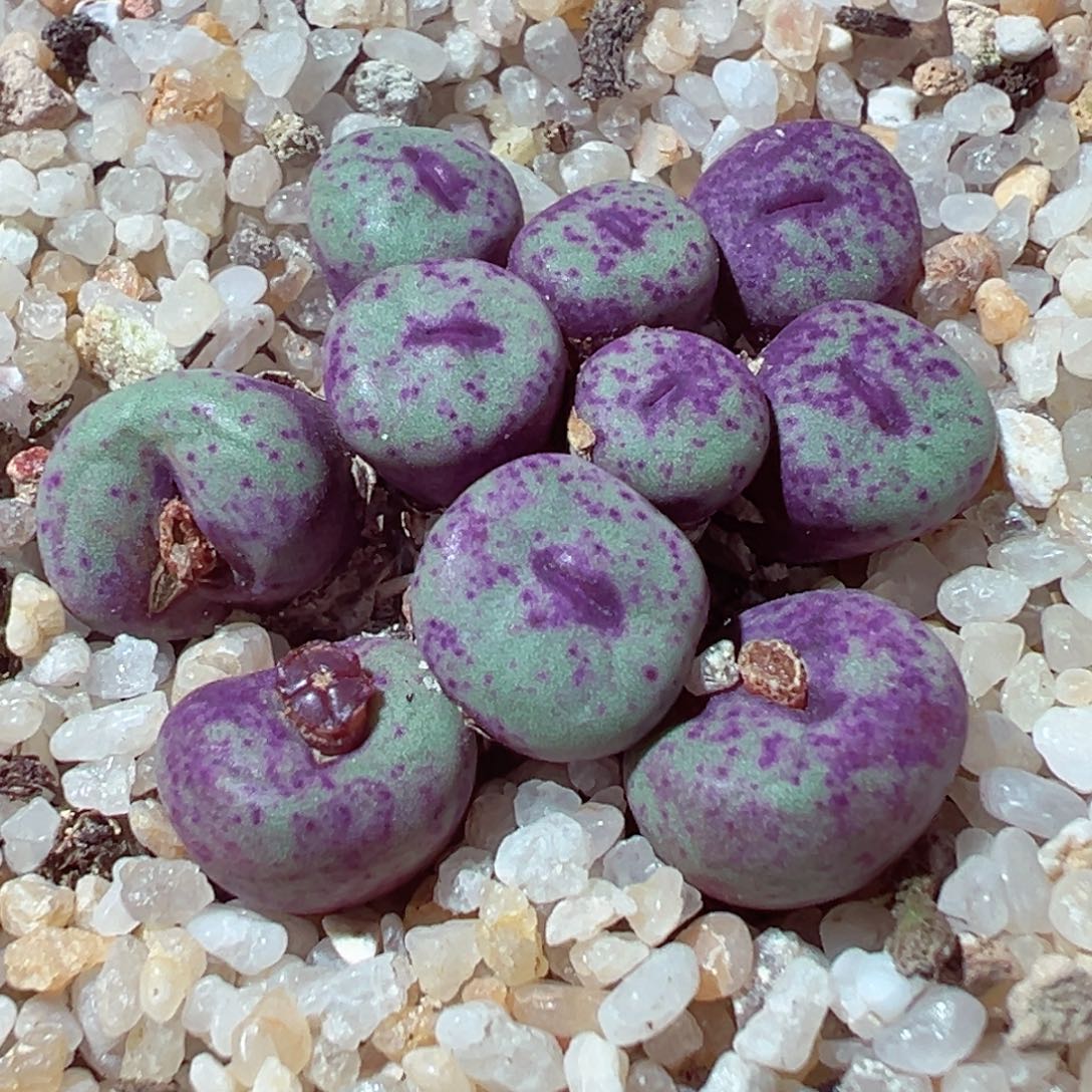 1225-566多肉多肉紫红嘴