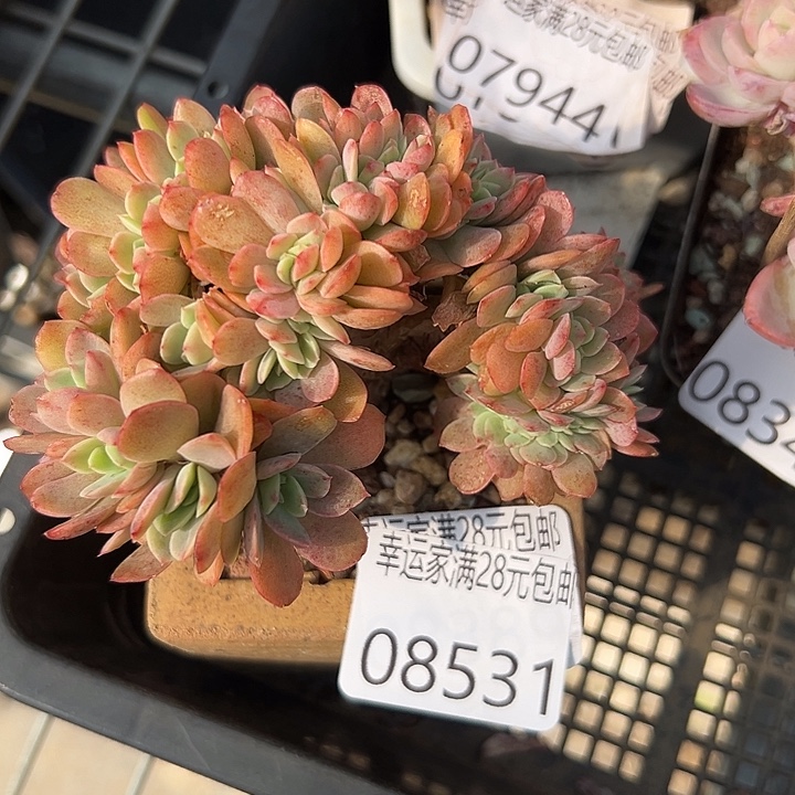 幸运儿是一位幸运的