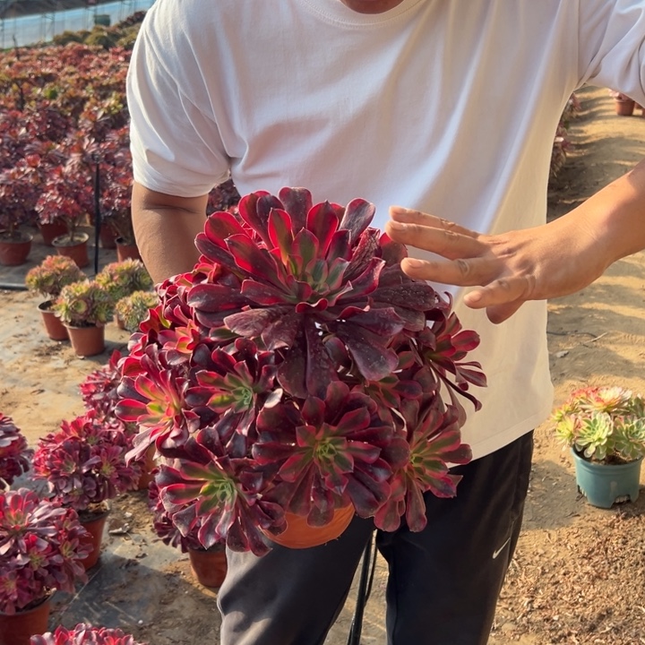 23.8大颗美杜莎一颗