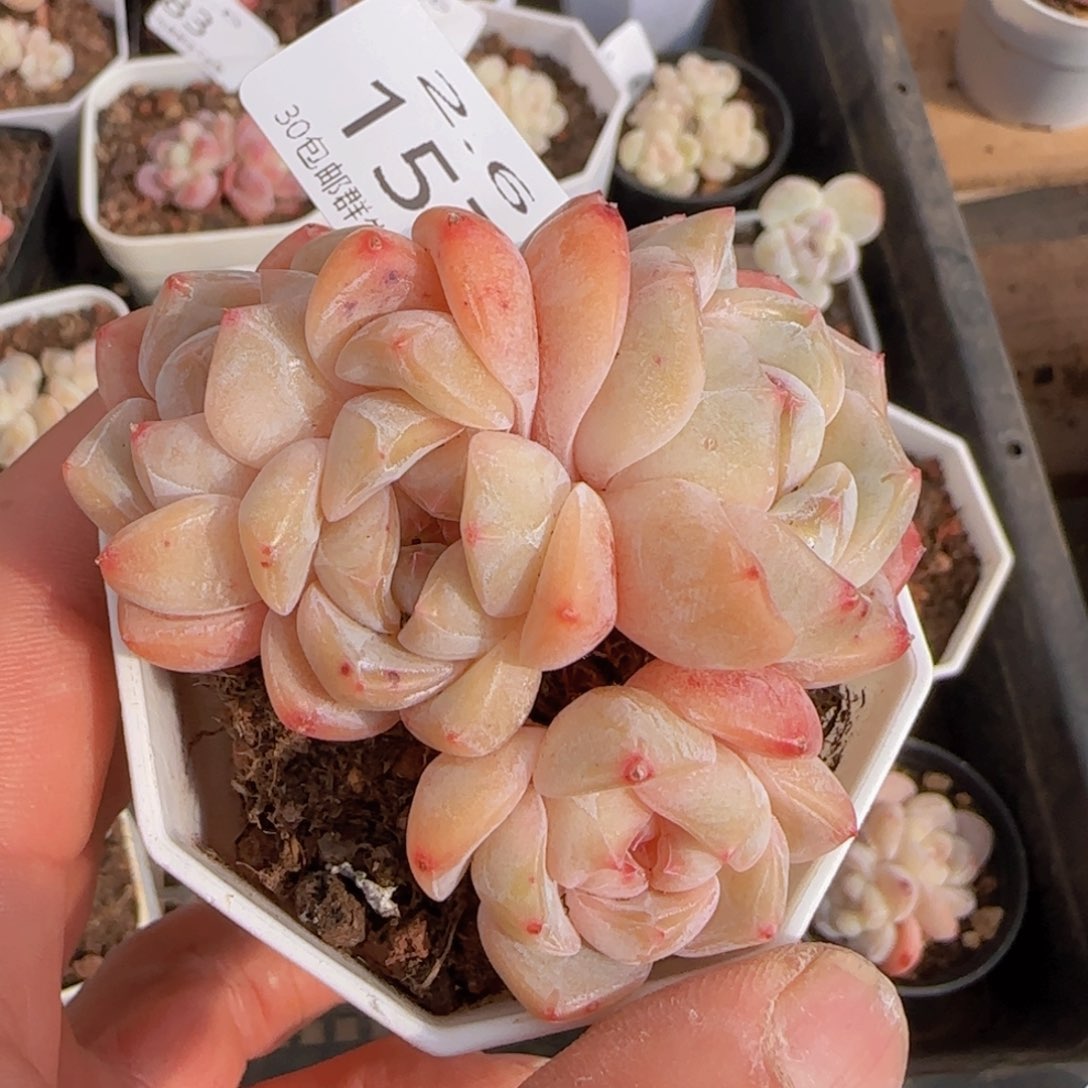 四头太妃糖老桩一颗脱土