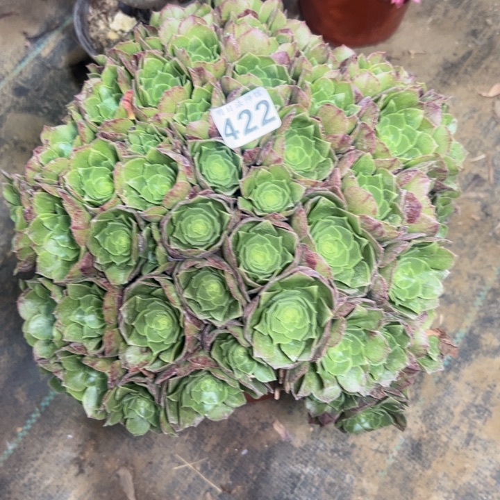 万圣夜绣球422多肉法师一物一拍