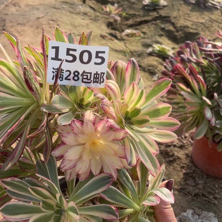 1505一号棚V仅仅多肉B