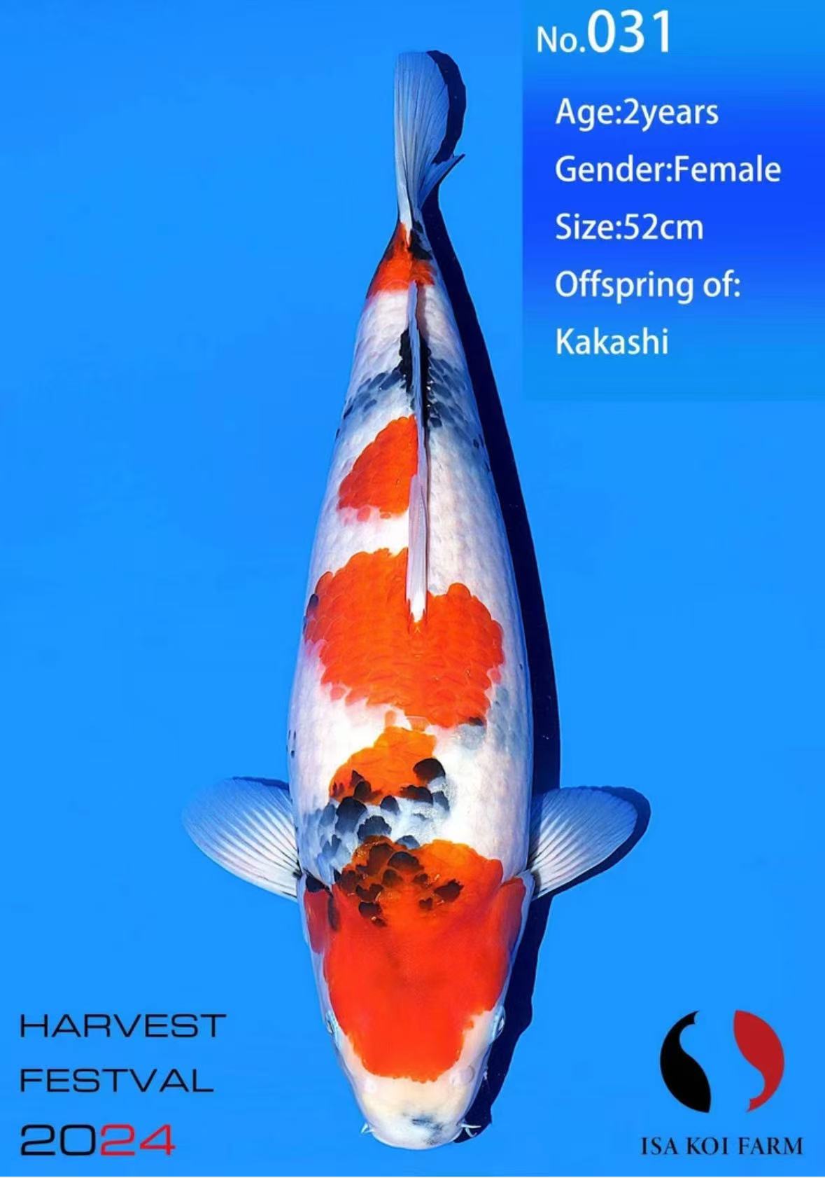 专属链接 进口可溯源锦鲤红白昭和大正高端锦鲤鱼