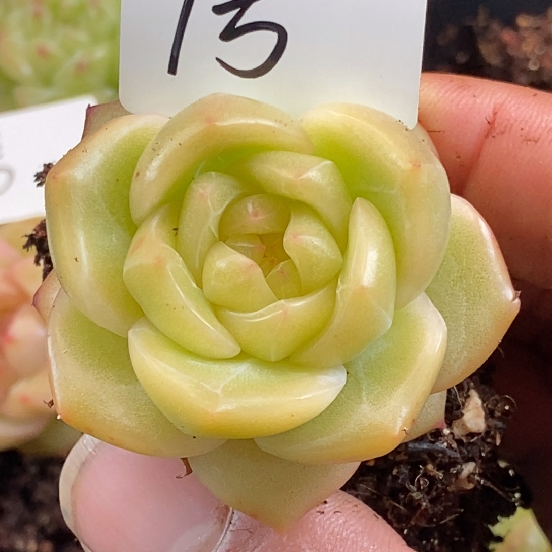 天官赐福百无禁忌