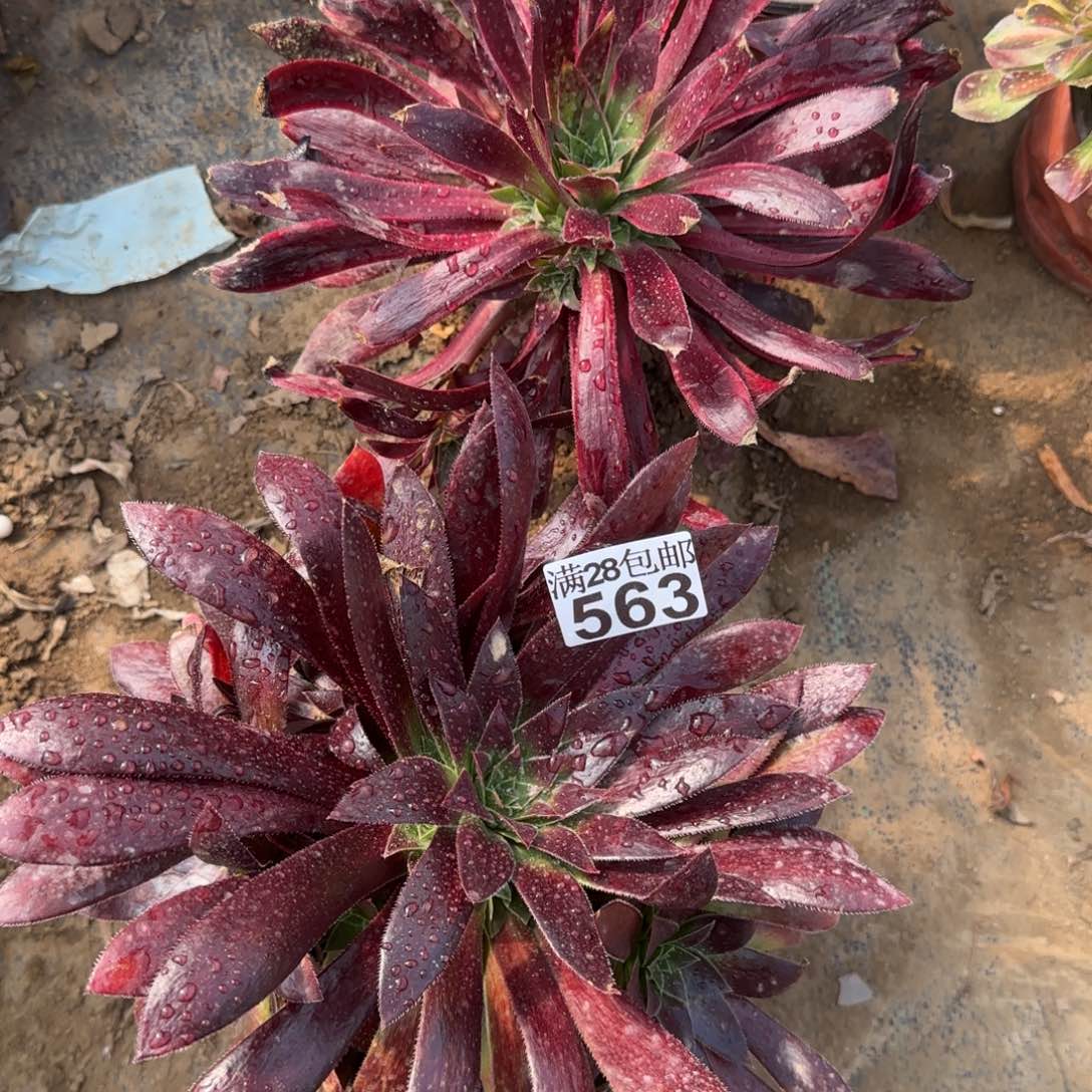 多肉563+564满28包邮断枝不包