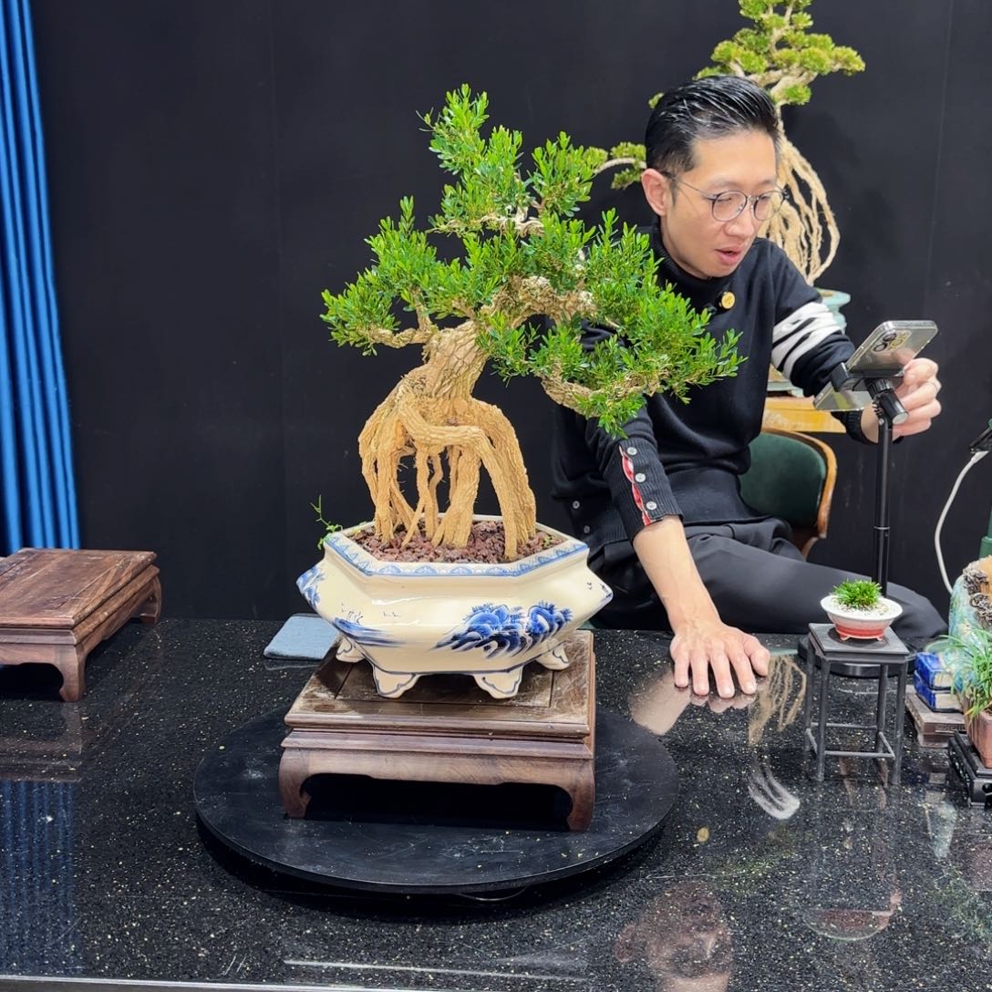 黄杨室内室外盆景艺术