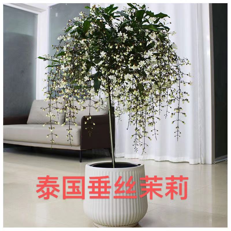 泰国垂丝茉莉花苗长花序室内垂丝茉莉苗阳台绿植盆栽当年开花
