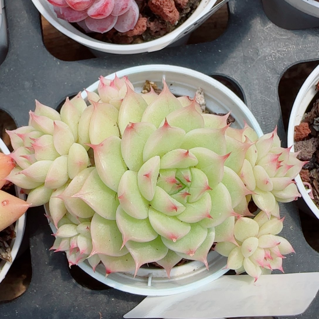 花语逸镜0326-230