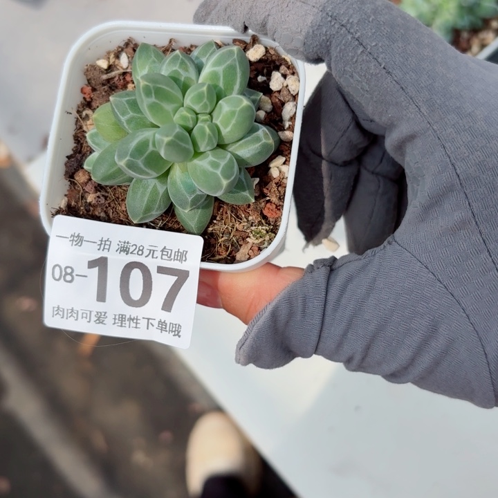 南非钻石多肉植物多肉