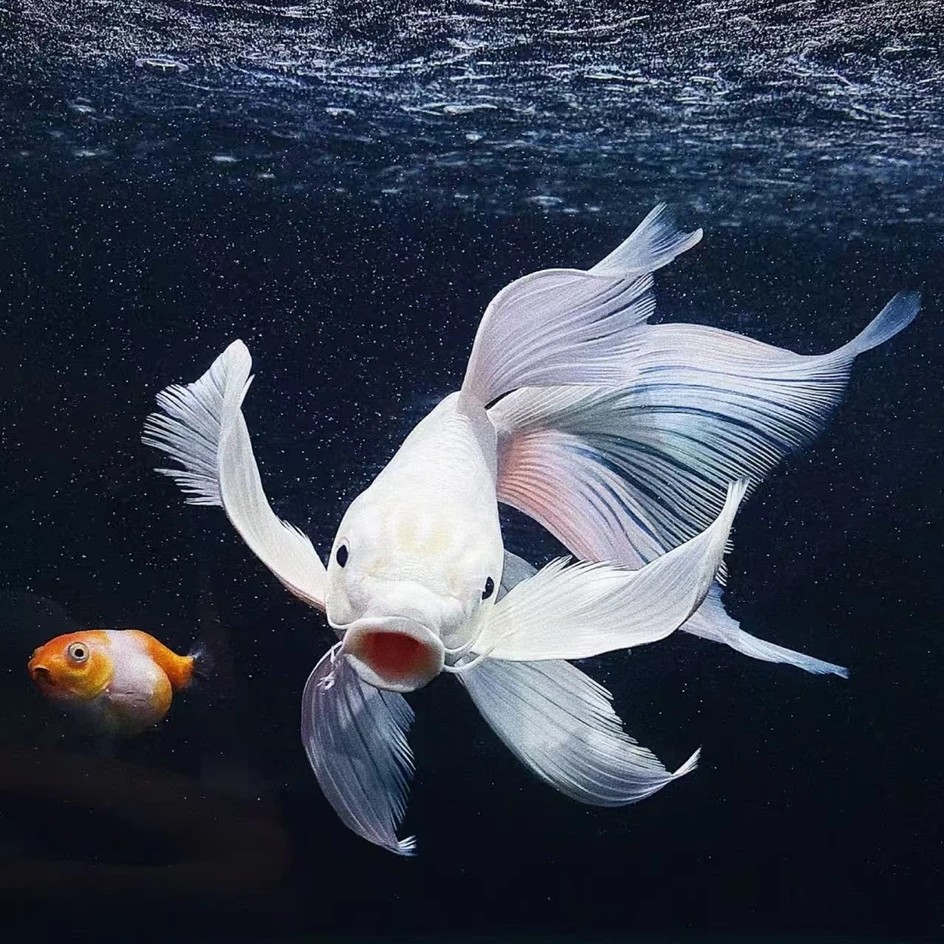 30-35cm台系纯种普身蝴蝶鲤冷水观赏鱼健康好养耐活