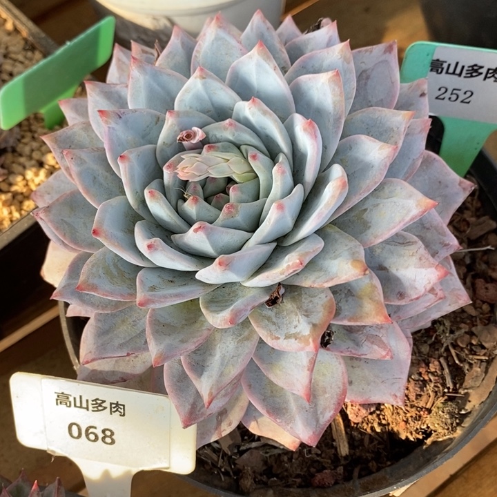 D252- 直播福利 粉蓝鸟