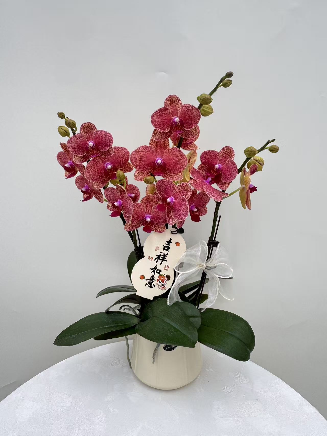 蝴蝶兰【心想事橙3】鲜花盆栽室内观赏花花佛山基地直发好养易活