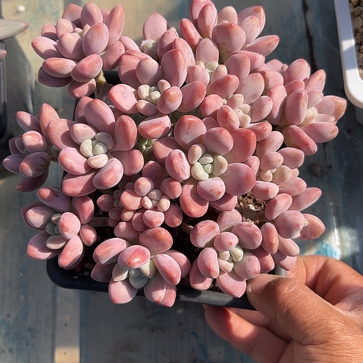 洛神平头捧花群111
