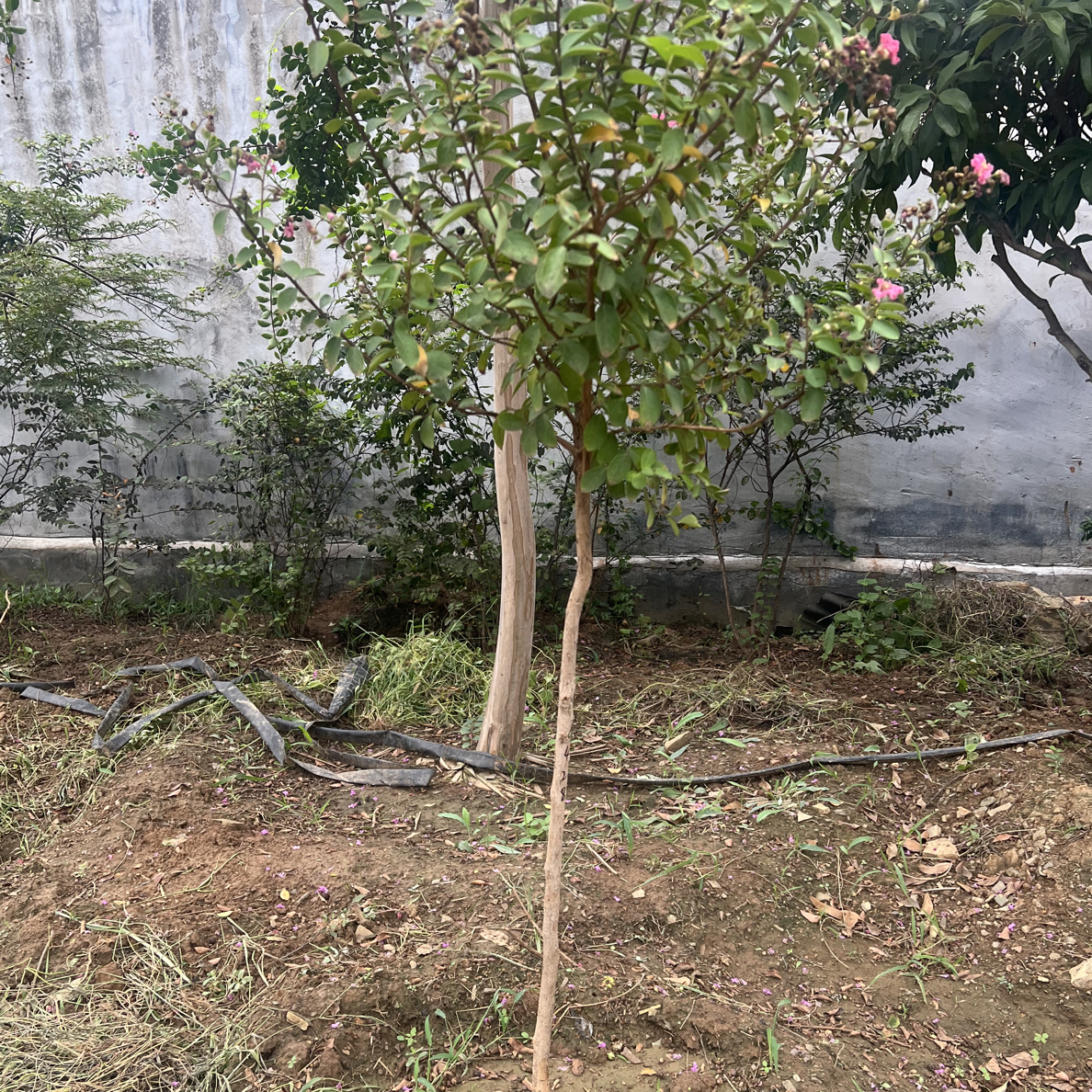 沂蒙山小叶紫薇小苗适合庭院栽种，一树一况，看好下单