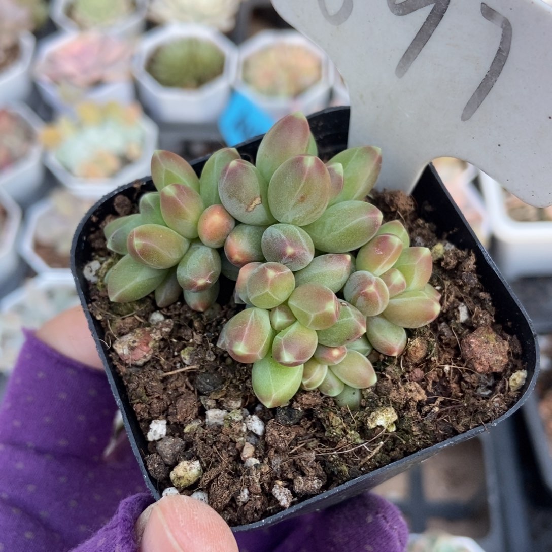 897千代田多肉植物