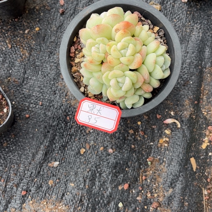 默***冰玉多肉十方盆8头群