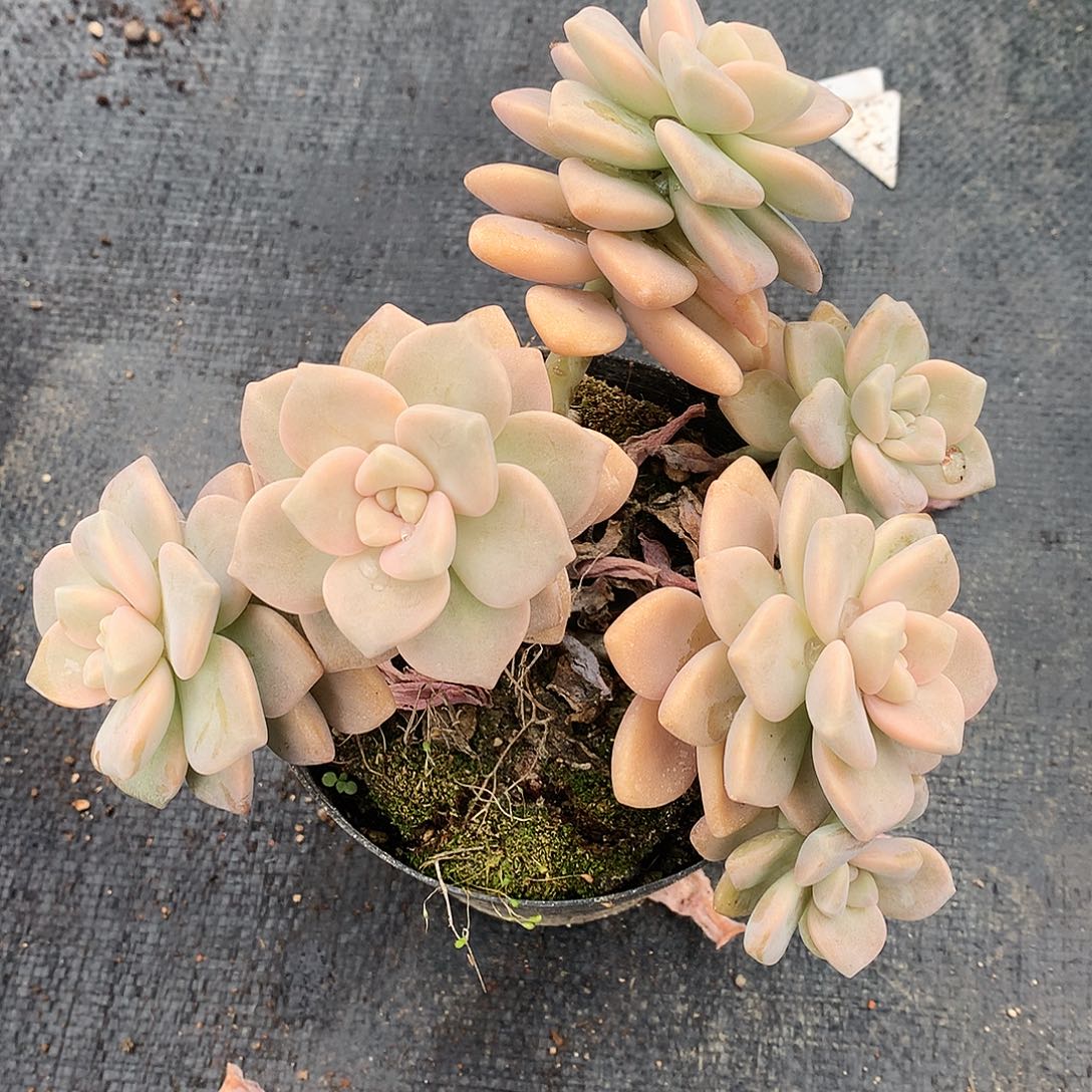 杏美人一物一拍10-34