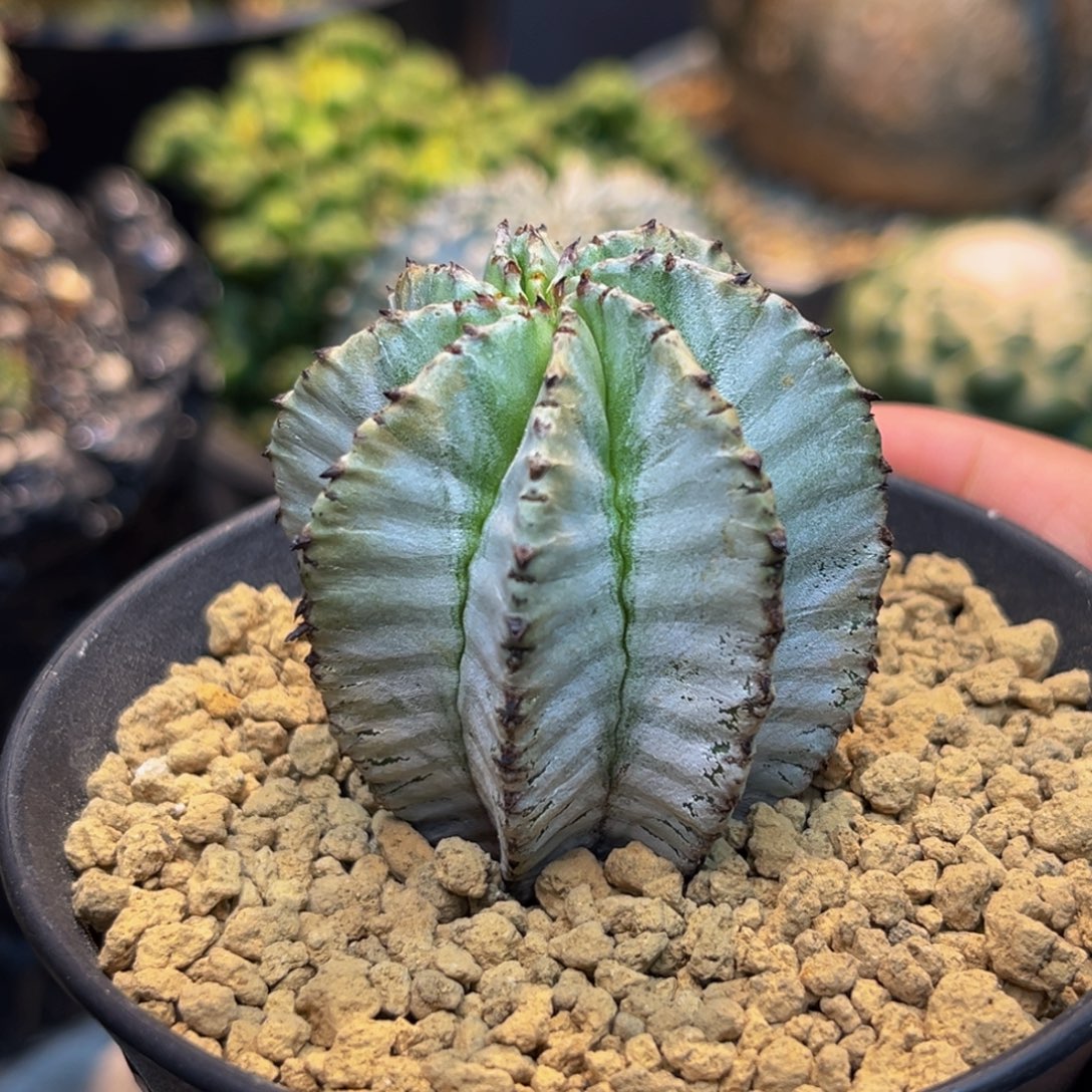 白依Zzzzzzzzzzzzzzz