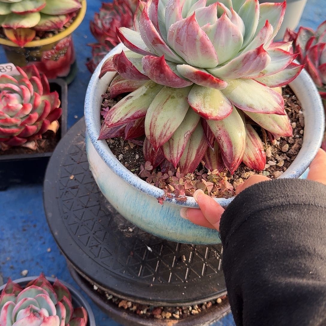 惊鸿惊鸿惊鸿 3917.........