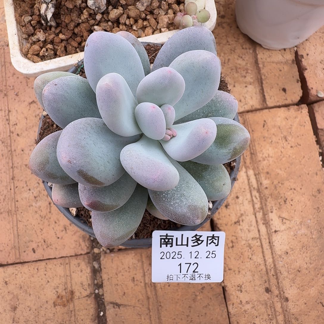 拾***光奶酪1111111225-172