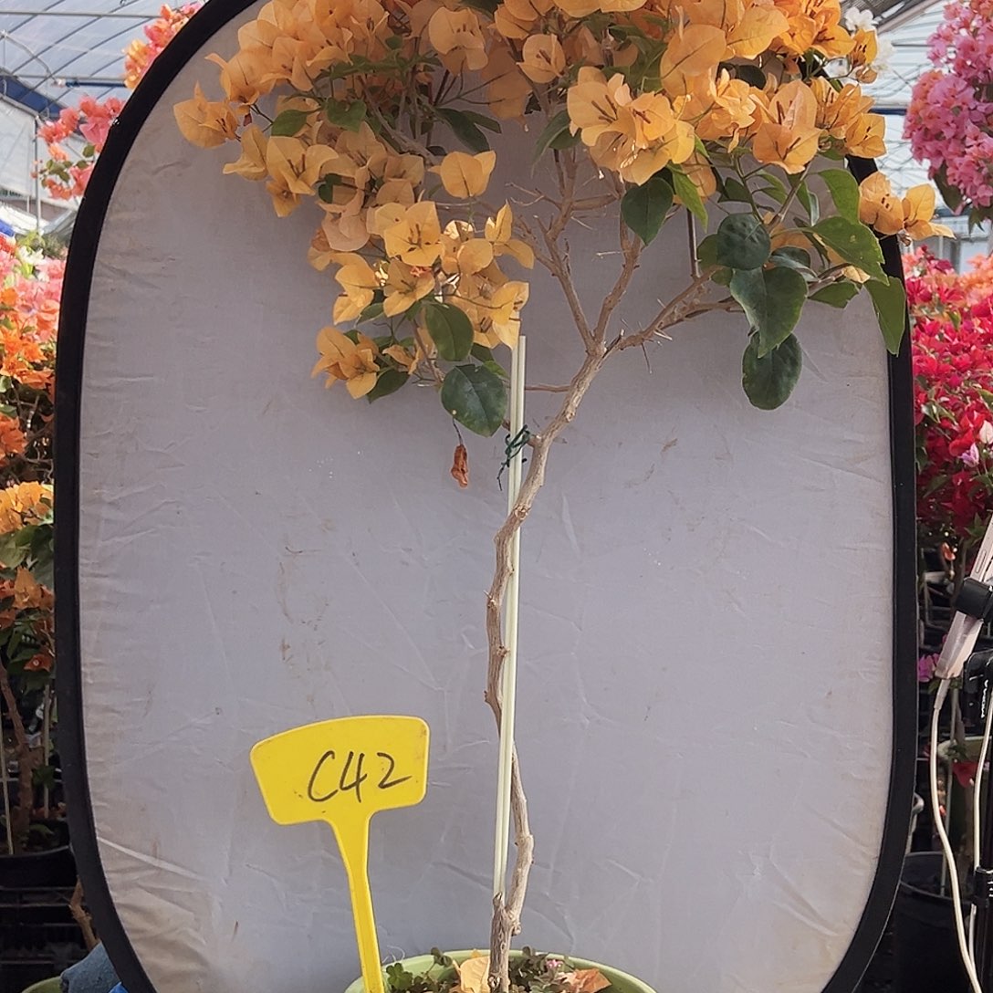 企***豹大部分花苞少量开放C42金色光辉