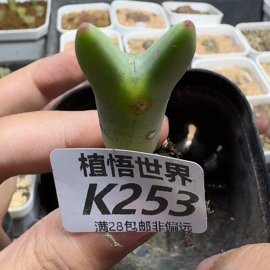 多肉植物的润泽fgh