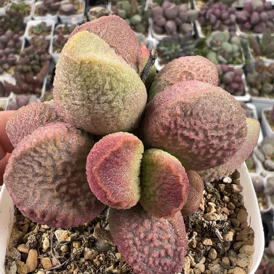 赛猪肝多头纯木质桩多肉