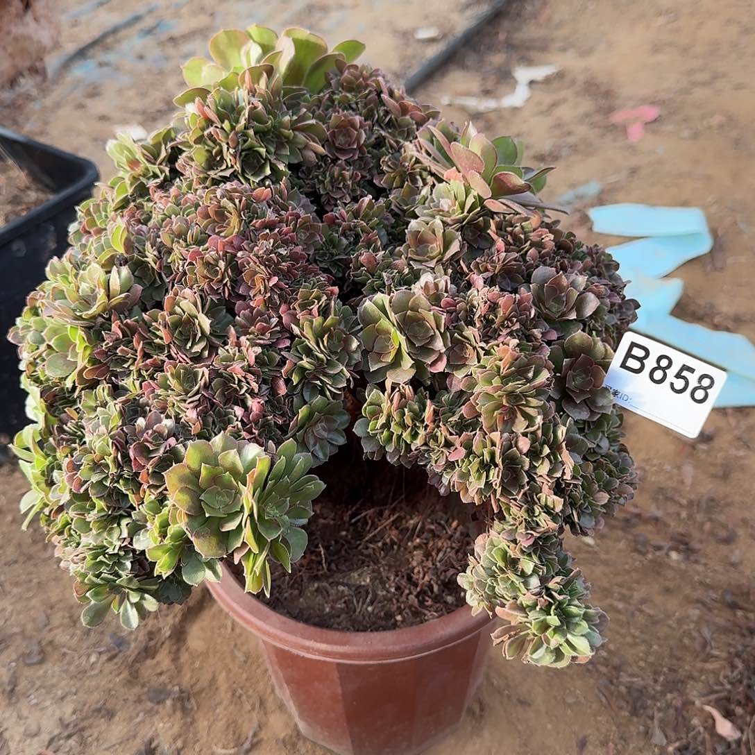 858玫瑰朵朵一颗牙呀