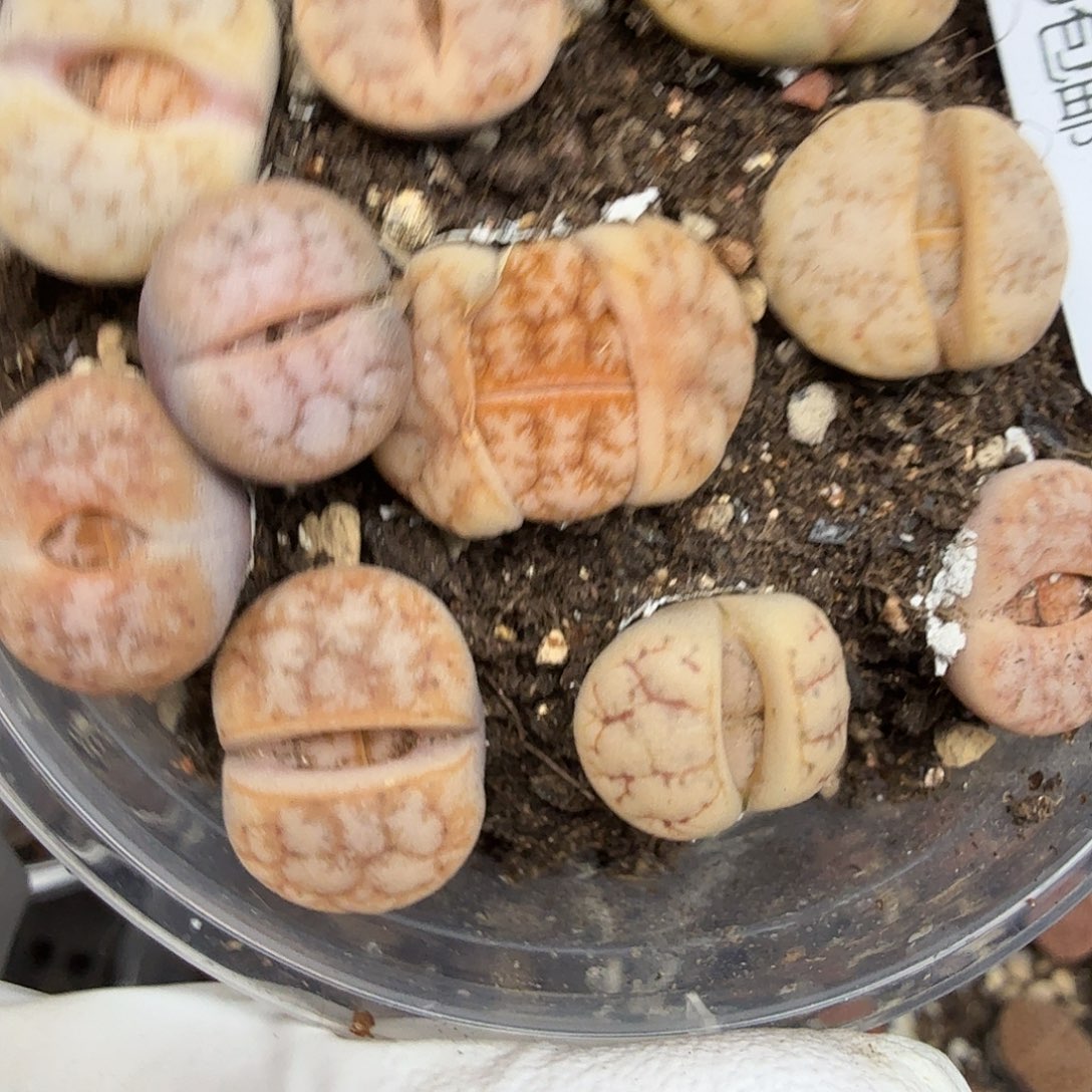 就能使皮肤的皮肤细胞保持光滑112就