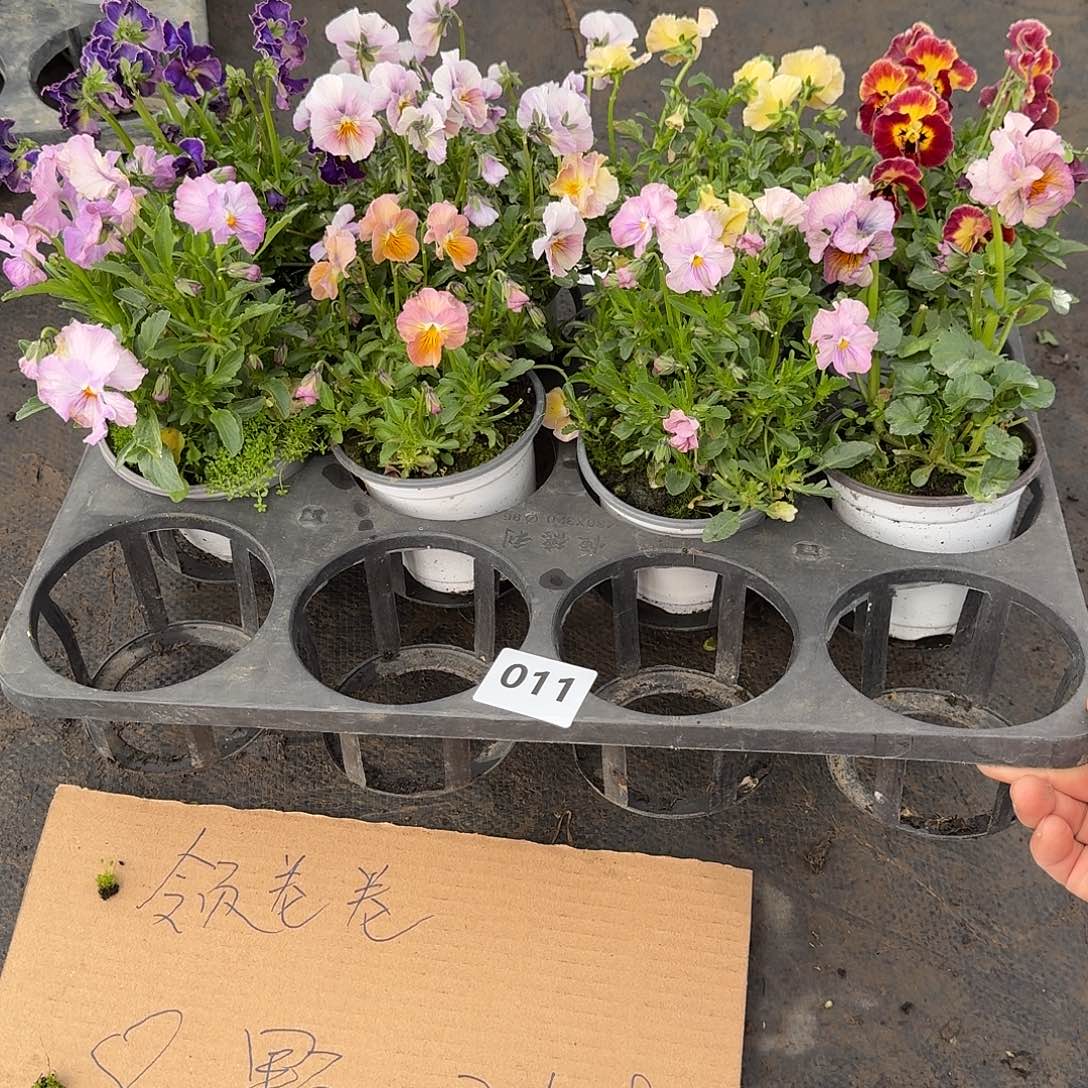 011号大花角堇清棚福利无售后