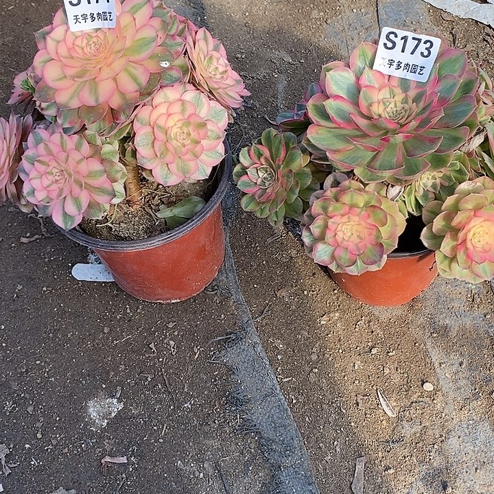 多肉植物套餐171。173