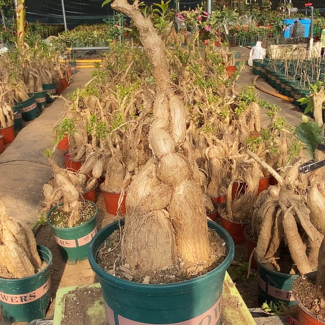 俩***甲完全开放月之桂一物一拍