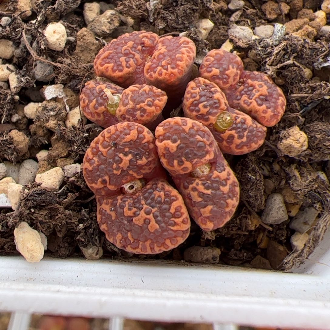 0185号泡泡勋章 多肉植物